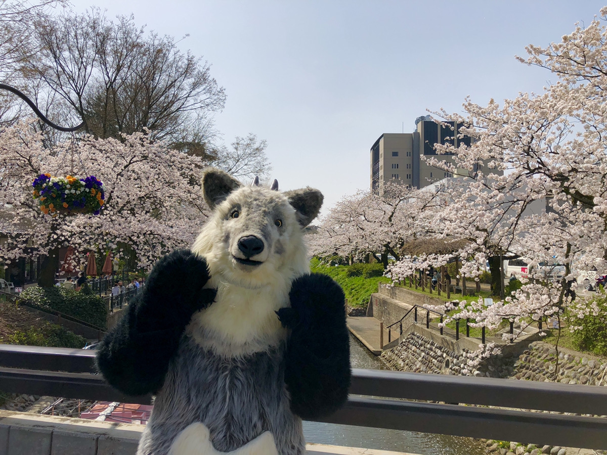 【富山県富山市　松川べりにて】お花見してきたちゃ！