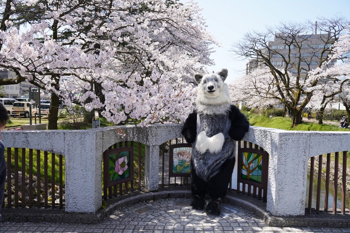 【富山市松川】三太のお花見オフ会を開催したよ